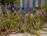 Muscari