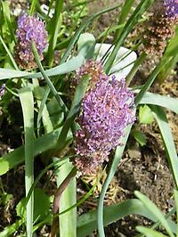 Muscari comosum