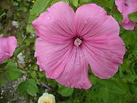 Malope_rosa