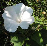 Malope_weiss