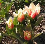 Tulipa greigii