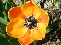 Tulipa fosterana