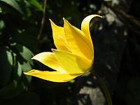 Tulipa silvestris