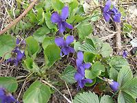 Viola odorata