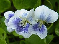 Viola sororia striata