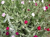 Lychnis coronaria