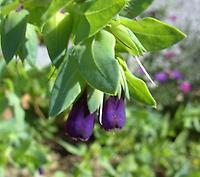 Cerinthe_major Purpurascens