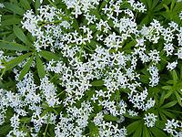 Asperula_odoratta