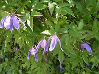 Clematis_alpina