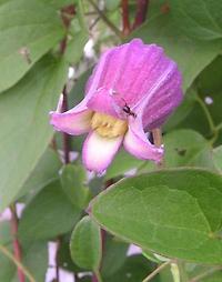 Clematis_crispa