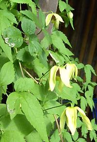 Clematis.serratifolia