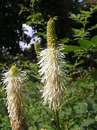 Sanguisorba_canadensis