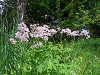 Thalictrum aquilegifolium