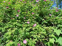 Rosa_virginiana