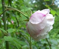 Rosa_arvensis_plena