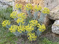 euphorbia myrsinites