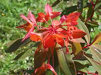 Euphorbia_griffithii.jpg