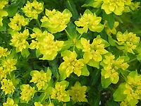 Euphorbia_polychroma