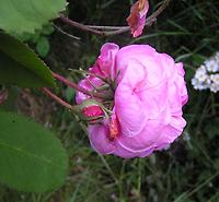 Rosa_centifolia