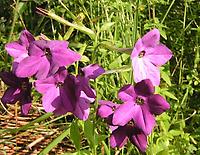 Nicotiana