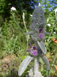 Stachys_byzantina_K.jpg