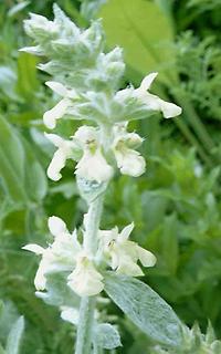 Stachys_iva22.jpg