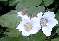 Rubus_odorata_alba