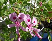 Pelargonium_zonale.jpg