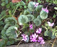 Cyclamen_europaeum