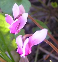 Cyclamen_hederifolium