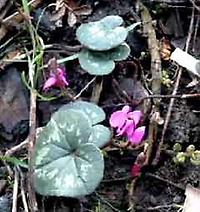 Cyclamen_coum