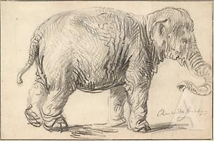 Rembrandt Harmensz. van Rijn Ein Elefant, 1637. Schwarze Kreide. Albertina, Wien