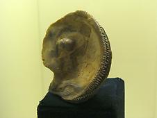 Fossile Tahitiperle
