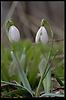 Snowdrops