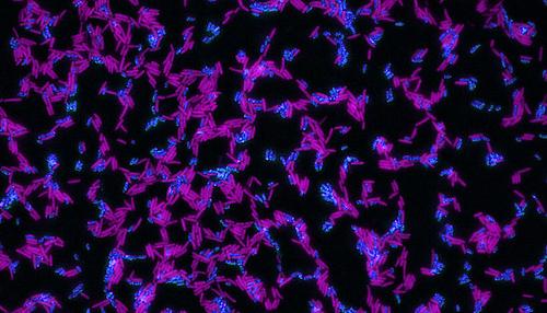 Eine künstliche mikrobiellen Gemeinschaft, bestehend aus E. aerogenes (blau) und C. acetobutylicum (pink).