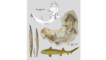 Nahezu vollständiges Skelett des hybodontiformen Haies Asteracanthus aus dem oberjurassischen Solnhofener Plattenkalk in Bayern inklusive Vergrößerungen der Flossenstachel und künstlerischer Lebendrekonstruktion
