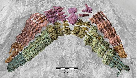 Bezahnung des hybodontiformen Haies Asteracanthus