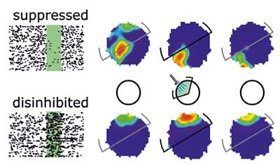 Activity-dependent processes in hippocampus