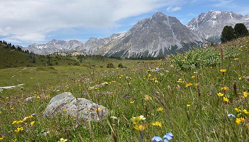 Eine Bergwiese im Schweizer Nationalpark – auch die Alpenflora ist vom Klimawandel betroffen.
