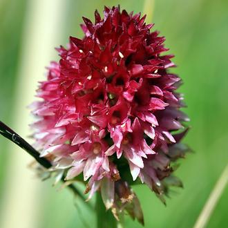 Schwarzes Kohlröschen (Gymnadenia bzw. Nigritella rhellicani), rote Farbvariante