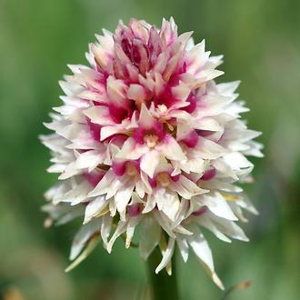 Schwarzes Kohlröschen (Gymnadenia bzw. Nigritella rhellicani), weiße Farbvariante