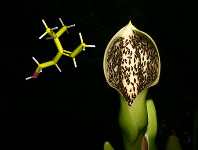 Syngonium Infloreszenz mit Substanz: Blütenstand von Syngonium hastiferum mit den bestäubenden Weichwanzen, angelockt durch den bisher unbekannten Blütenduftstoff Gambanol, benannt nach der Tropenstation La Gamba in Costa Rica, wo das neue Bestäubungssystem entdeckt wurde
