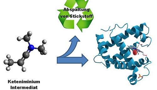 Aus hochenergetischen Spezies bildet man die Bausteine des Lebens: Ein Keteniminium-Ion, eine hochenergetische Spezies in der Organischen Chemie, kann durch Abspaltung von Stickstoff direkt zu Aminosäurederivaten umgewandelt werden (Copyright: Universität Wien).