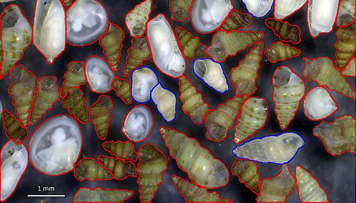 Mollusken einer Probe aus dem Süden Israels: Die rot markierten Arten stammen aus dem Roten Meer, die blauen aus dem Mittelmeer. Im östlichen Mittelmeer haben tropische Arten die Führung übernommen.