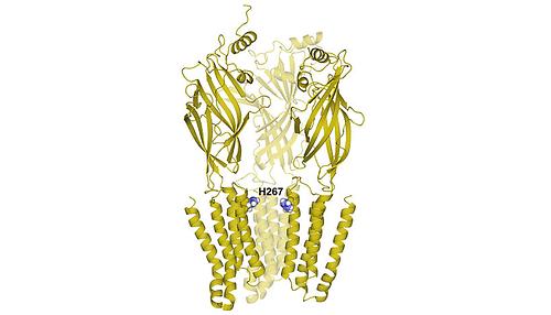 Abb. 1: Kristallstruktur der Protonensensoren. Eine einzelne Aminosäure (Histidin in Position 267) spielt eine entscheidende Rolle bei Detektion von Veränderungen im pH Wert.