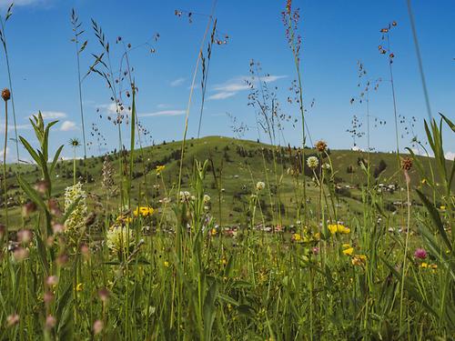 Bunte Pracht in den Karpaten: ForscherInnen der Uni Graz wollen diese Artenvielfalt auch auf heimischen Wiesen wiederherstellen.