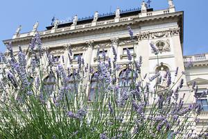 Lavendelduft schon im Frühling? Wie sich die Erderwärmung auswirkt, ist ein Thema des Österreichischen Klimatags von 6. bis 8. April., Foto: Uni Graz/Tzivanopoulos