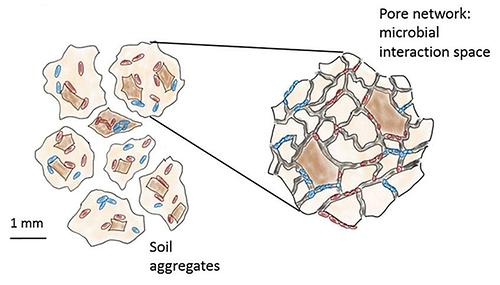 Böden bilden Aggregate, in denen sich die Bodenmikroorganismen in einem bestimmten Labyrinthsystem bewegen. Die Struktur des Labyrinths hat großen Einfluss auf die Interaktion der einzelnen Mikroorganismen