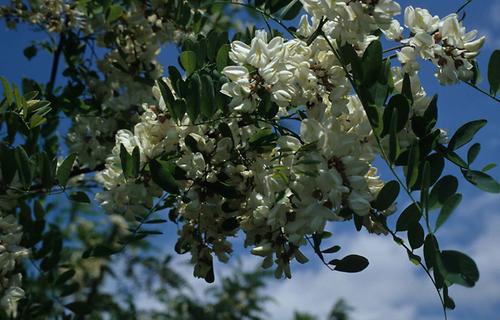 Abbildung 1: Die Robinie (Robinia pseudocacia) ist ein in Nordamerika heimischer Baum, der auf allen Kontinenten eingeführt wurde. Die europäischen Imperien haben bei ihrer Einführung und Verbreitung oft eine wichtige Rolle gespielt.