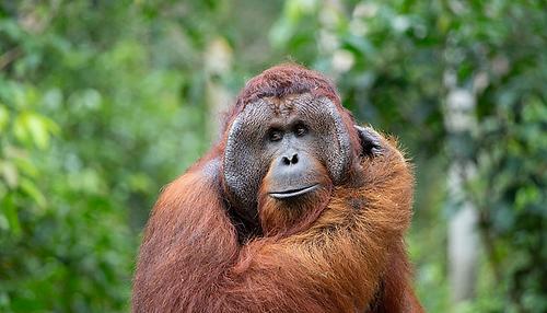 Männlicher Orang-Utan in freier Wildbahn.